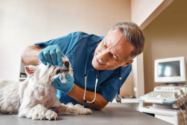 Best Emergency Denture Repair in Eastman, GA